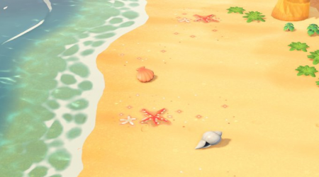 Coquillages pour la plage